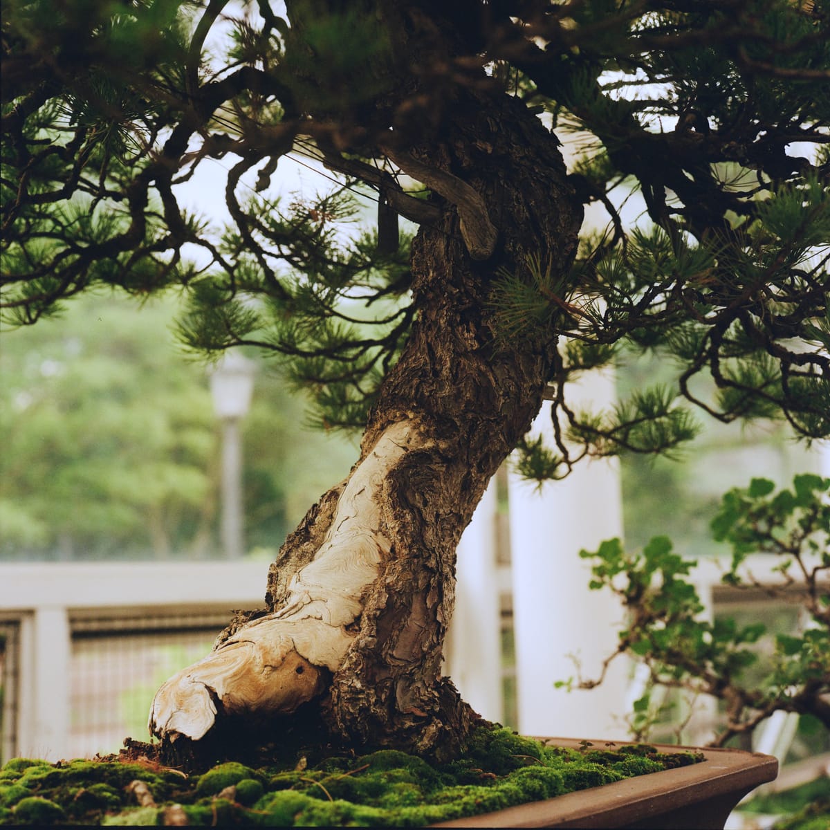 Rolleiflex at the Brooklyn Botanic Garden